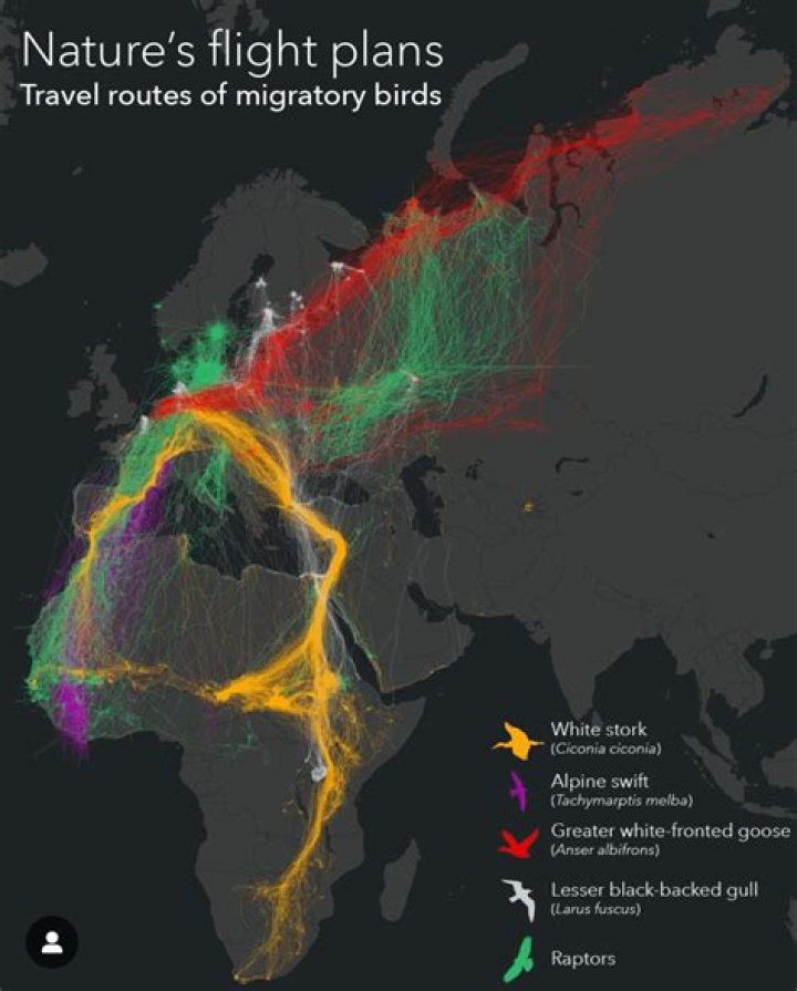 A Bird's Tale Of Migration, Survival, And Cultural Significance