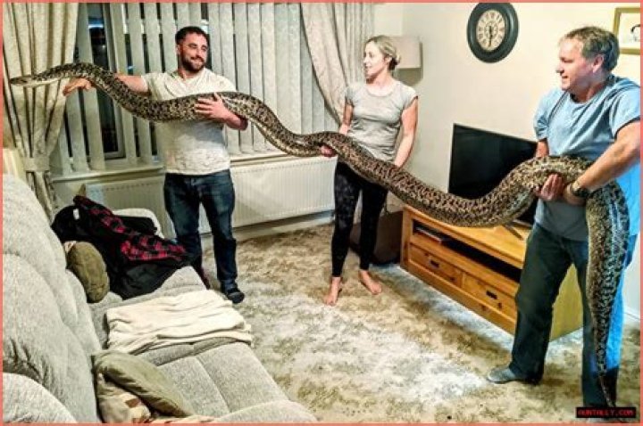 Daring Swims With Enormous Pet Snakes