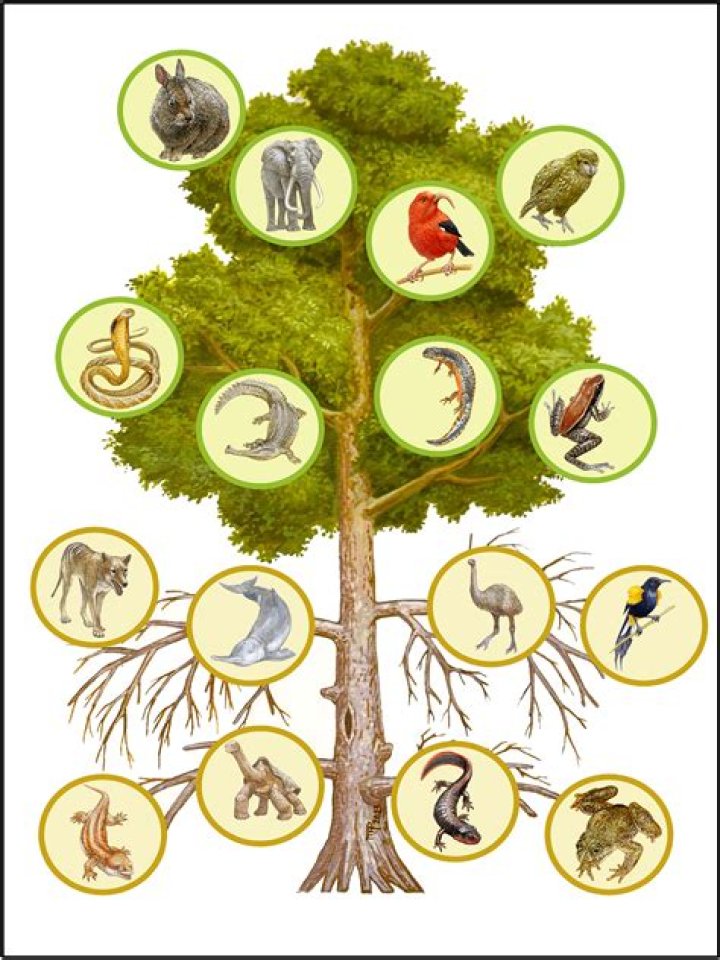 Discover The Secret Life Of Trees In "Evolution Begins With A Big Tree"